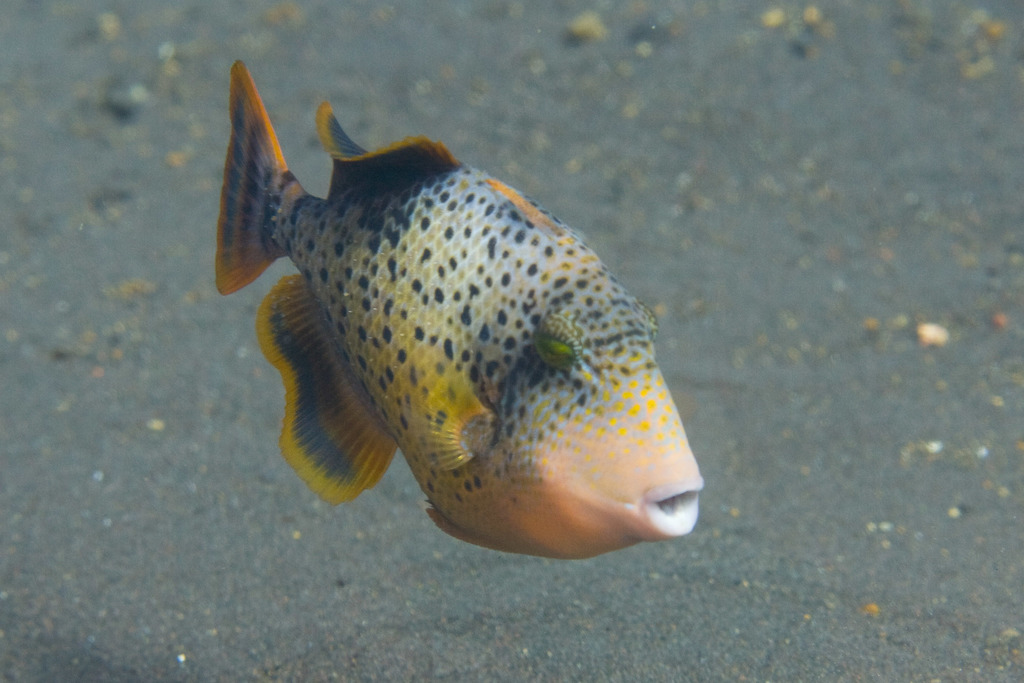 Yellowmargin Triggerfish