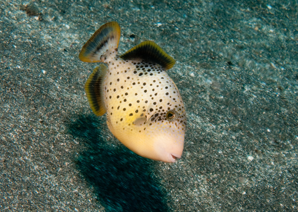Yellowmargin Triggerfish