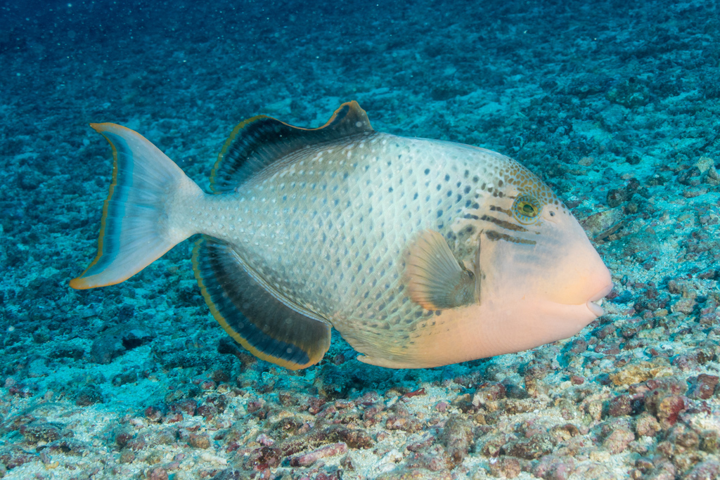 Yellowmargin Triggerfish