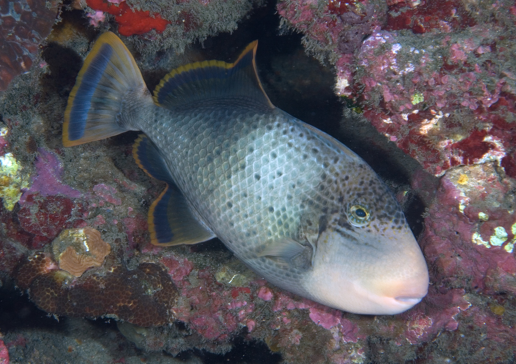 Yellowmargin Triggerfish