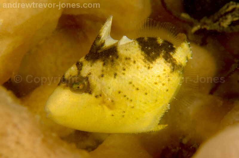 Yellowmargin Triggerfish