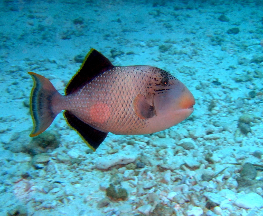 Yellowmargin Triggerfish