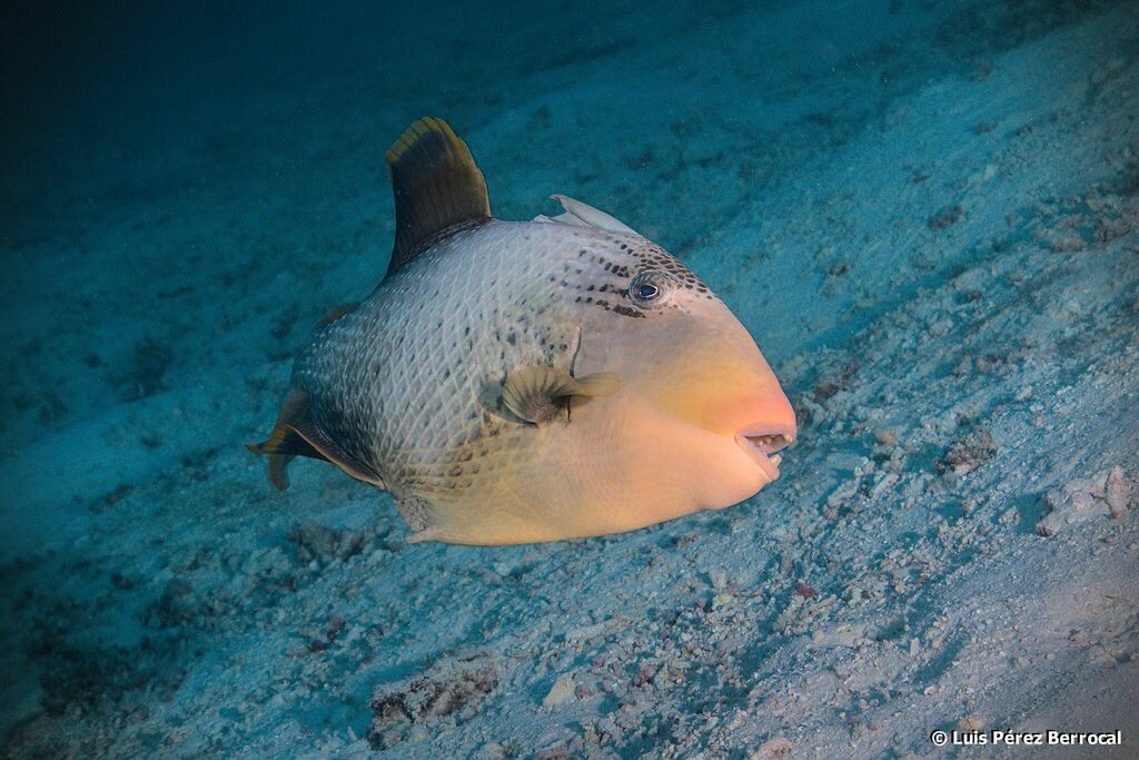 Yellowmargin Triggerfish