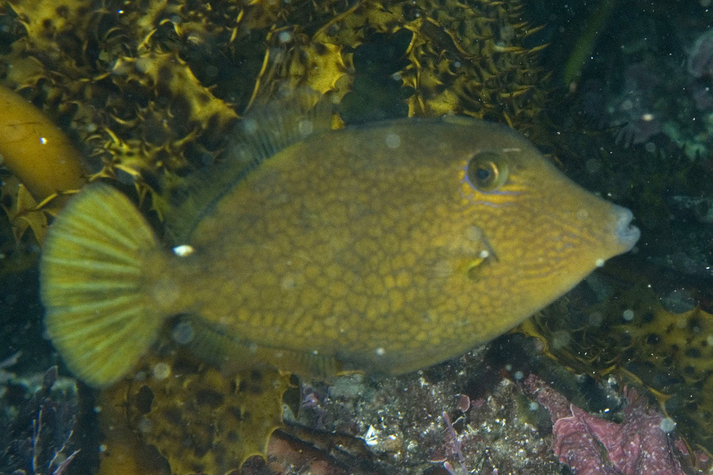 Wirenet Filefish