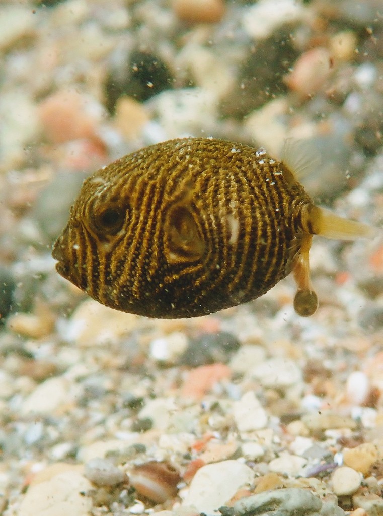 Starry Puffer