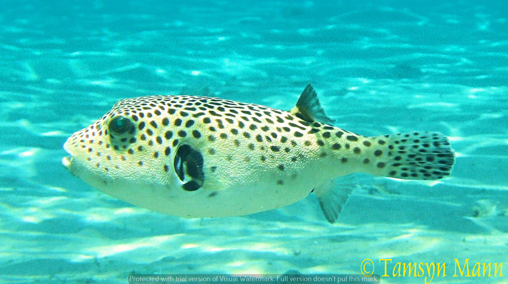 Starry Puffer