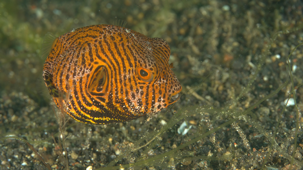 Starry Puffer