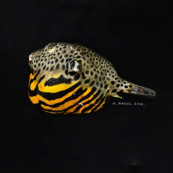 Starry Puffer