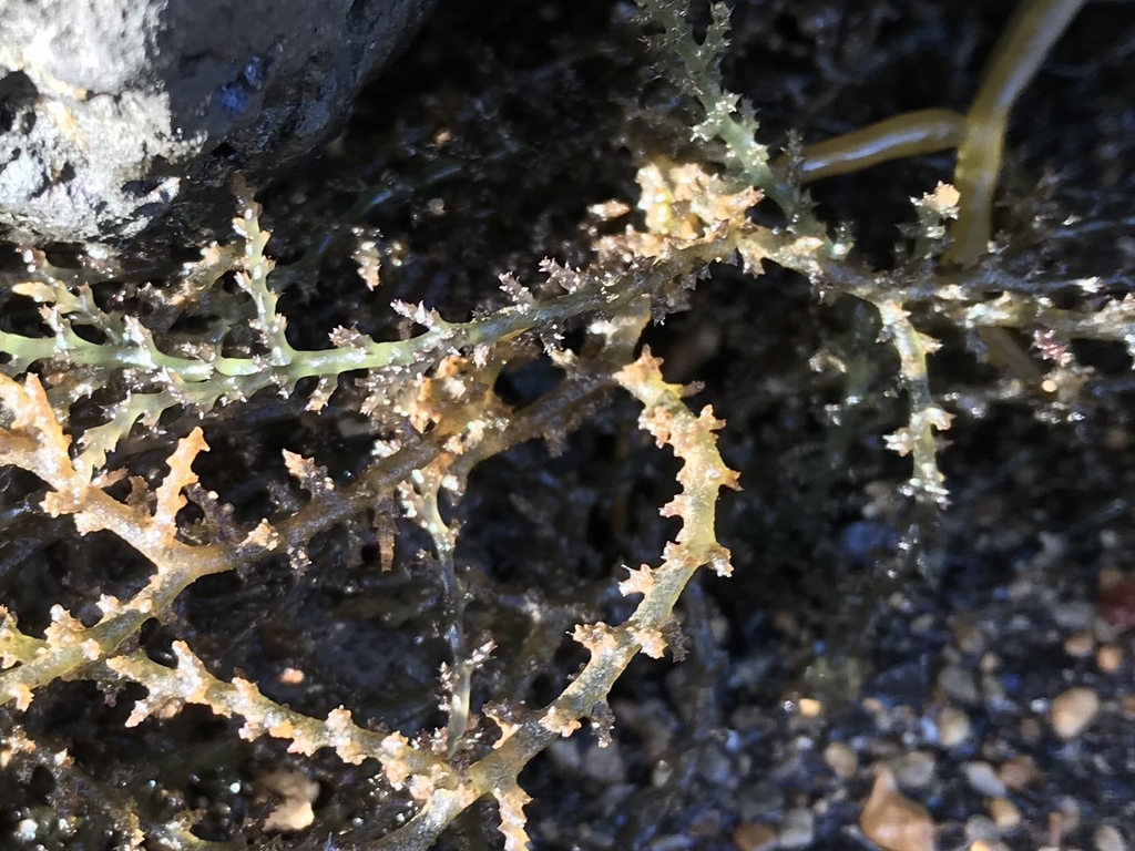 Prickly Seaweed