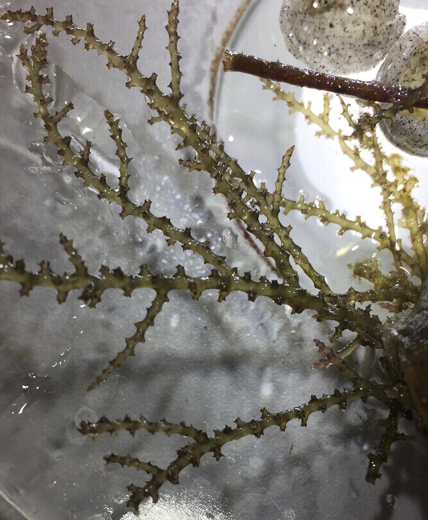 Prickly Seaweed