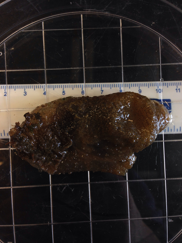European Ascidian