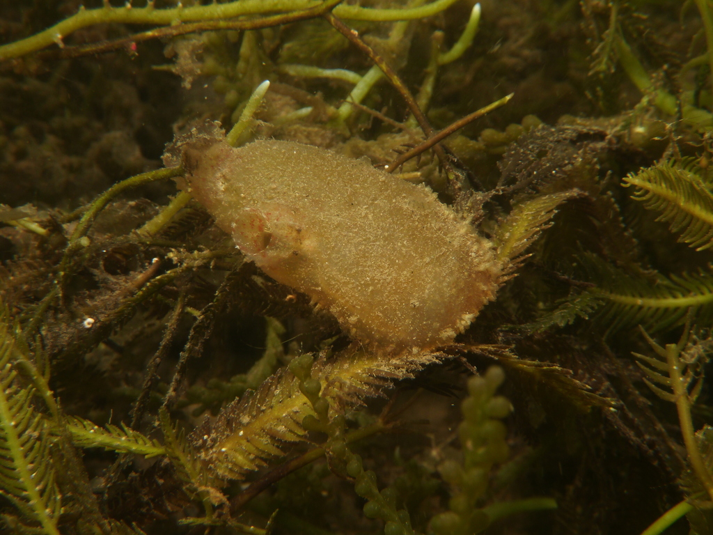 European Ascidian