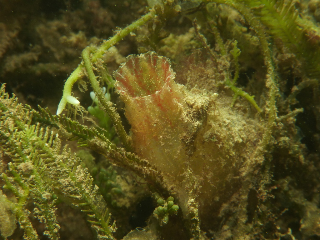 European Ascidian