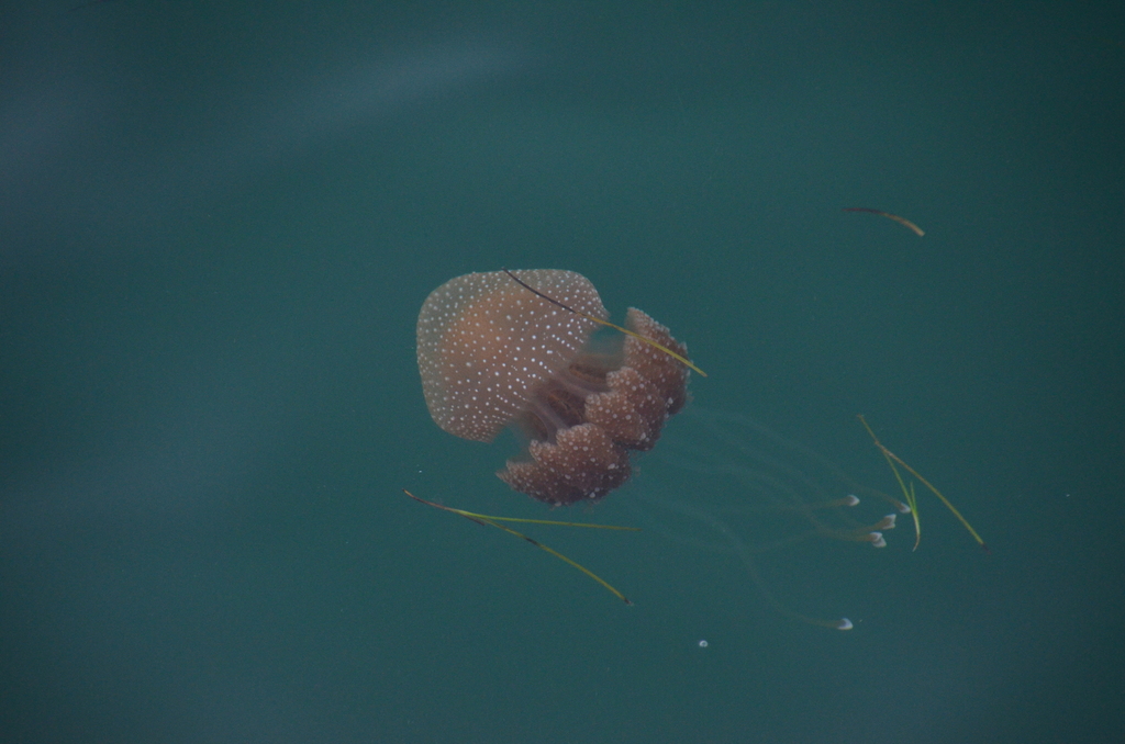 Australian Spotted Jelly