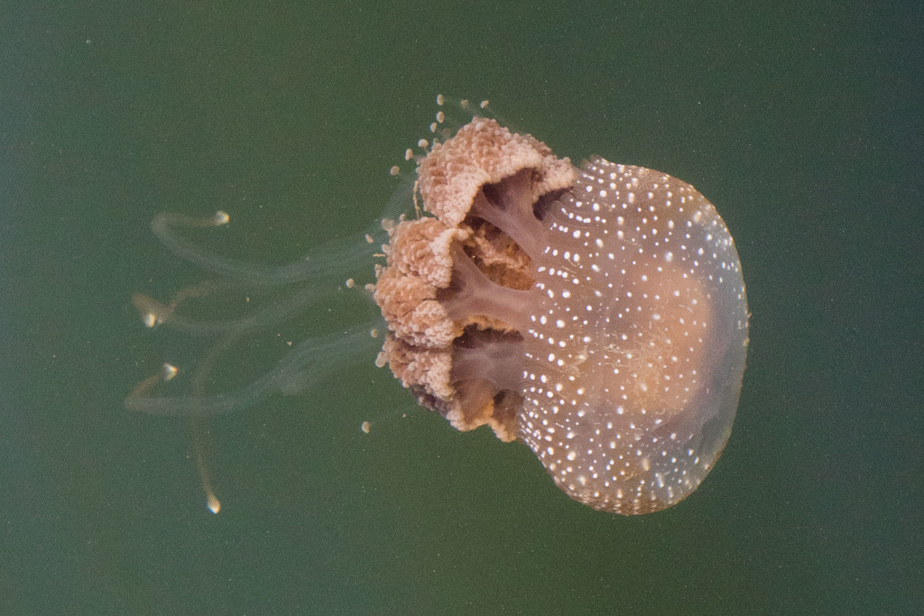 Australian Spotted Jelly