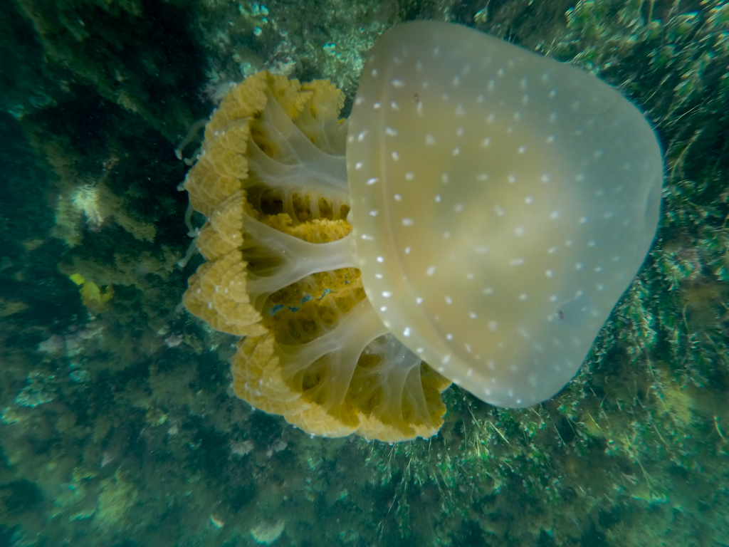 Australian Spotted Jelly