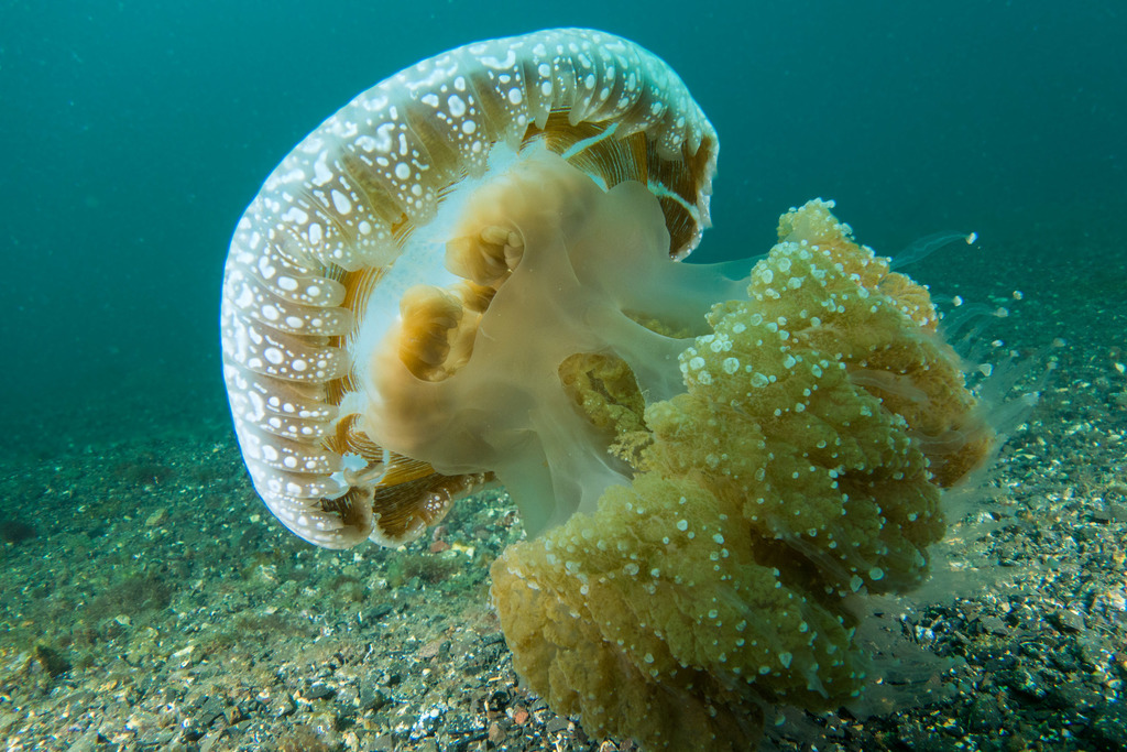 Australian Spotted Jelly