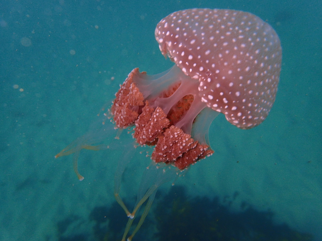 Australian Spotted Jelly
