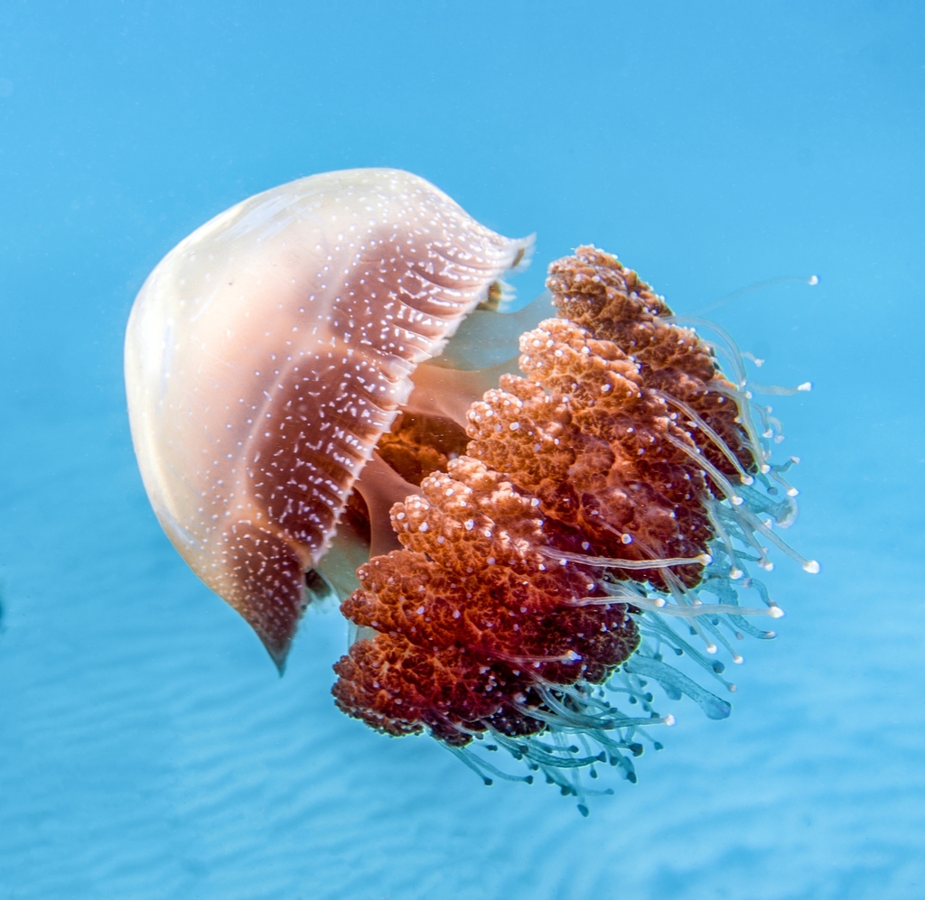Australian Spotted Jelly
