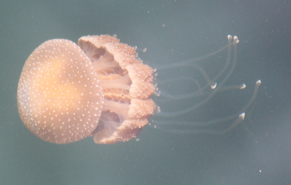 Australian Spotted Jelly
