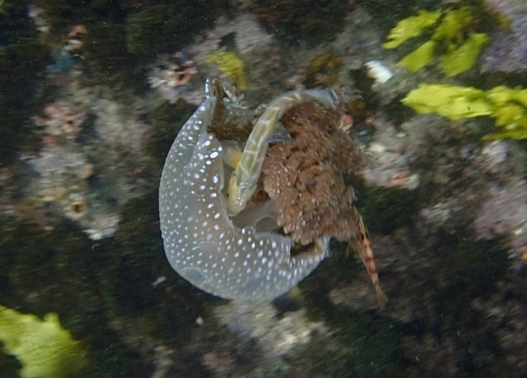 Australian Spotted Jelly
