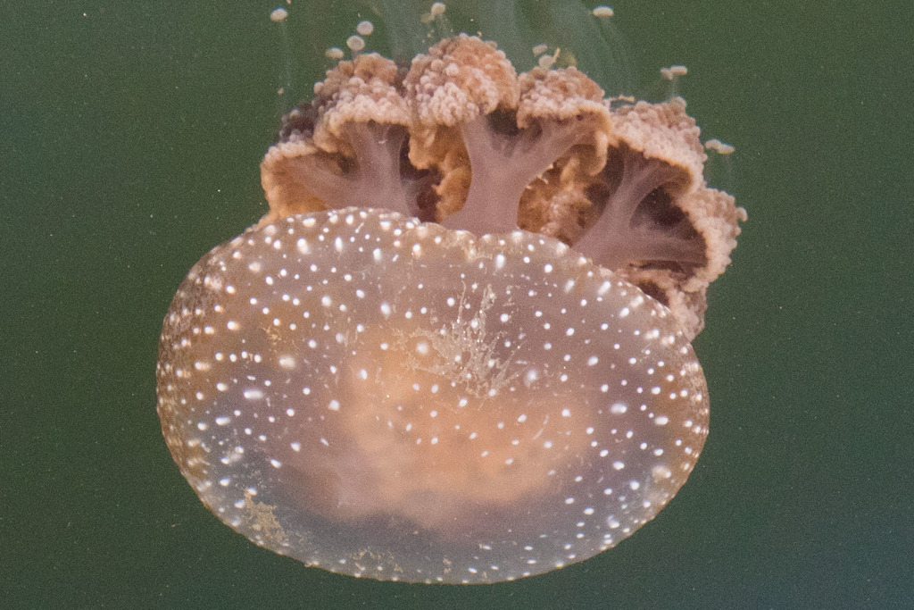 Australian Spotted Jelly