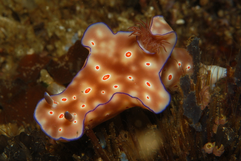 Three-lobed T-bar Nudibranch