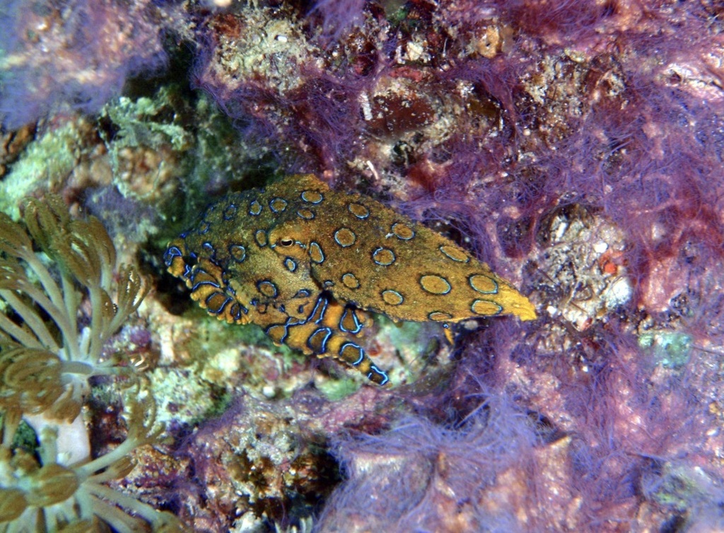 Greater Blue-ringed Octopus