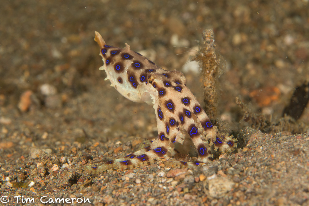 Greater Blue-ringed Octopus