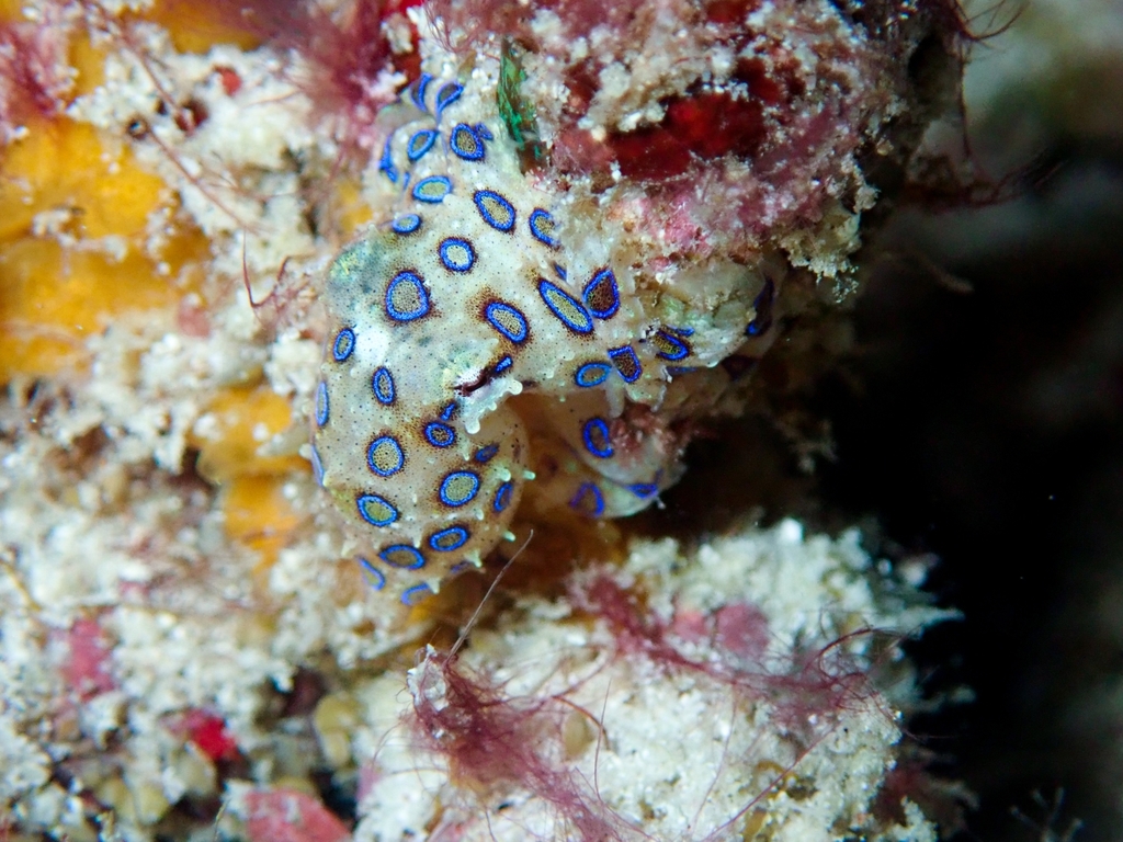 Greater Blue-ringed Octopus