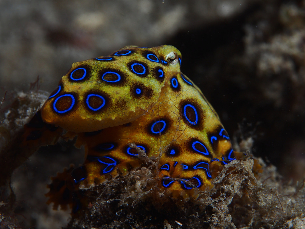 Greater Blue-ringed Octopus