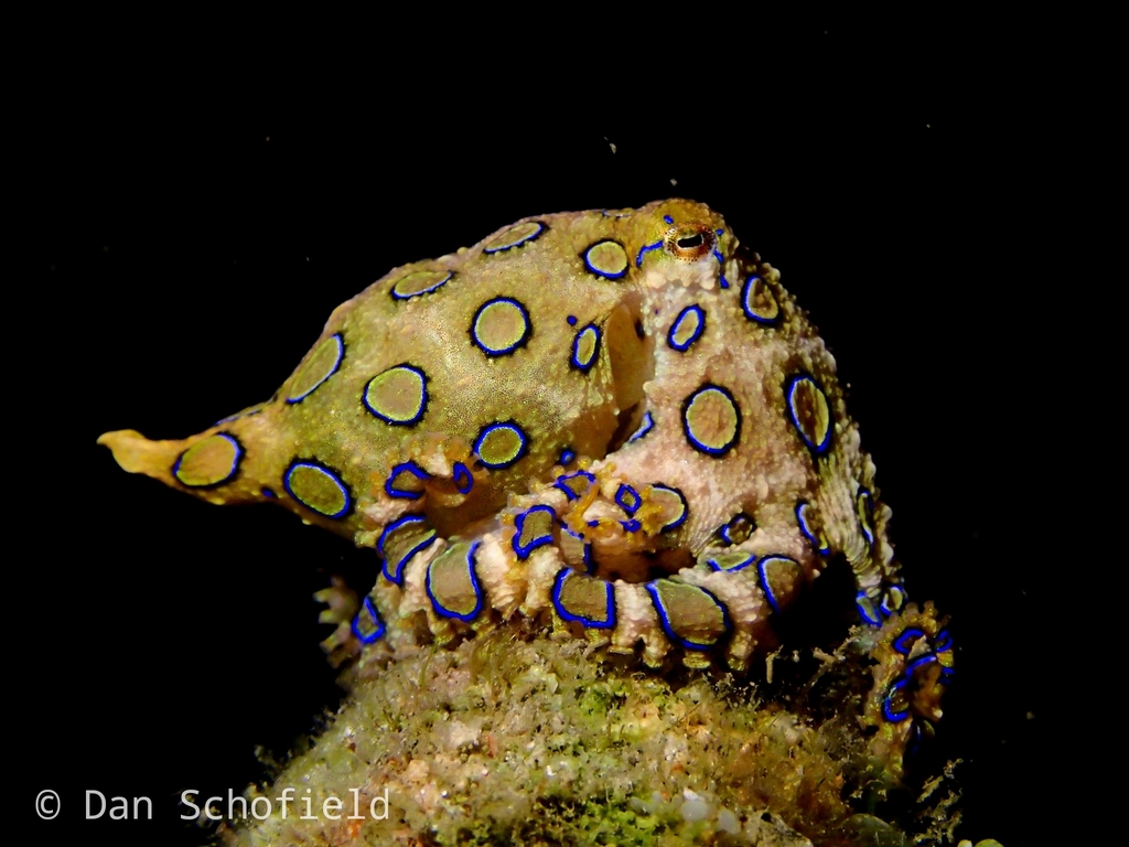 Greater Blue-ringed Octopus