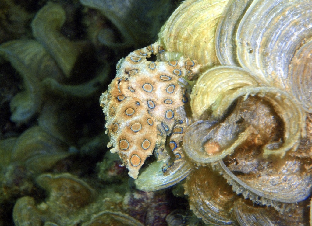 Greater Blue-ringed Octopus