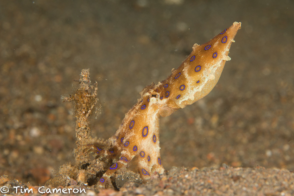 Greater Blue-ringed Octopus