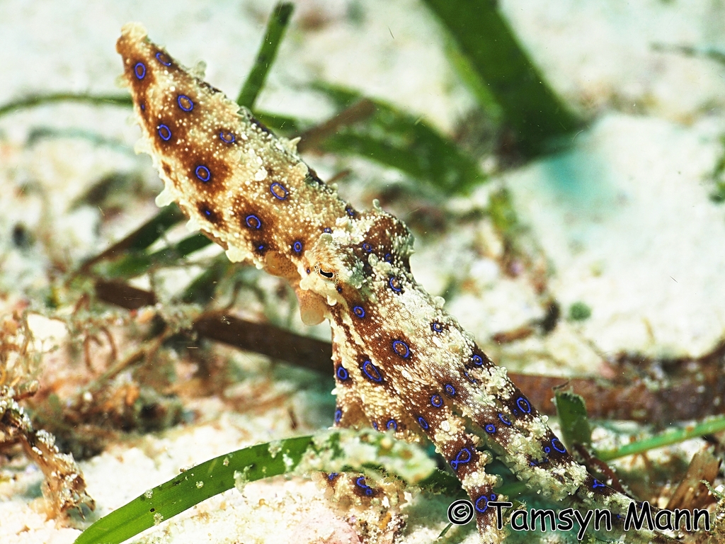 Greater Blue-ringed Octopus