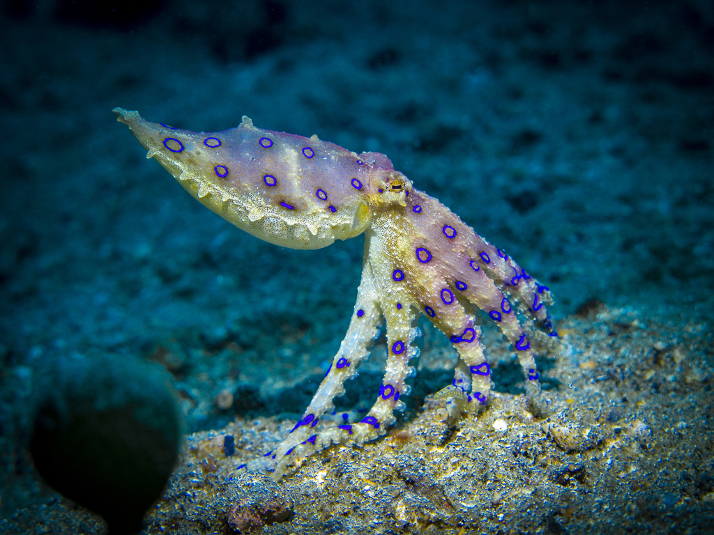 Greater Blue-ringed Octopus