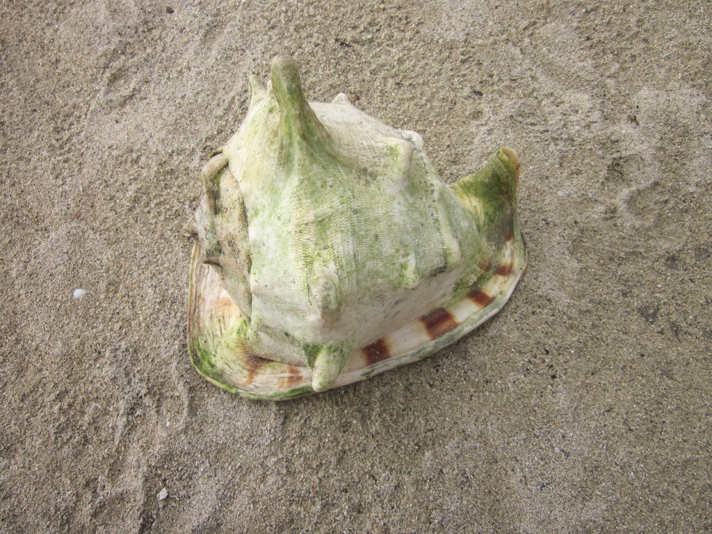 Horned Helmet Snail