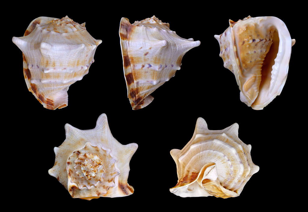 Horned Helmet Snail