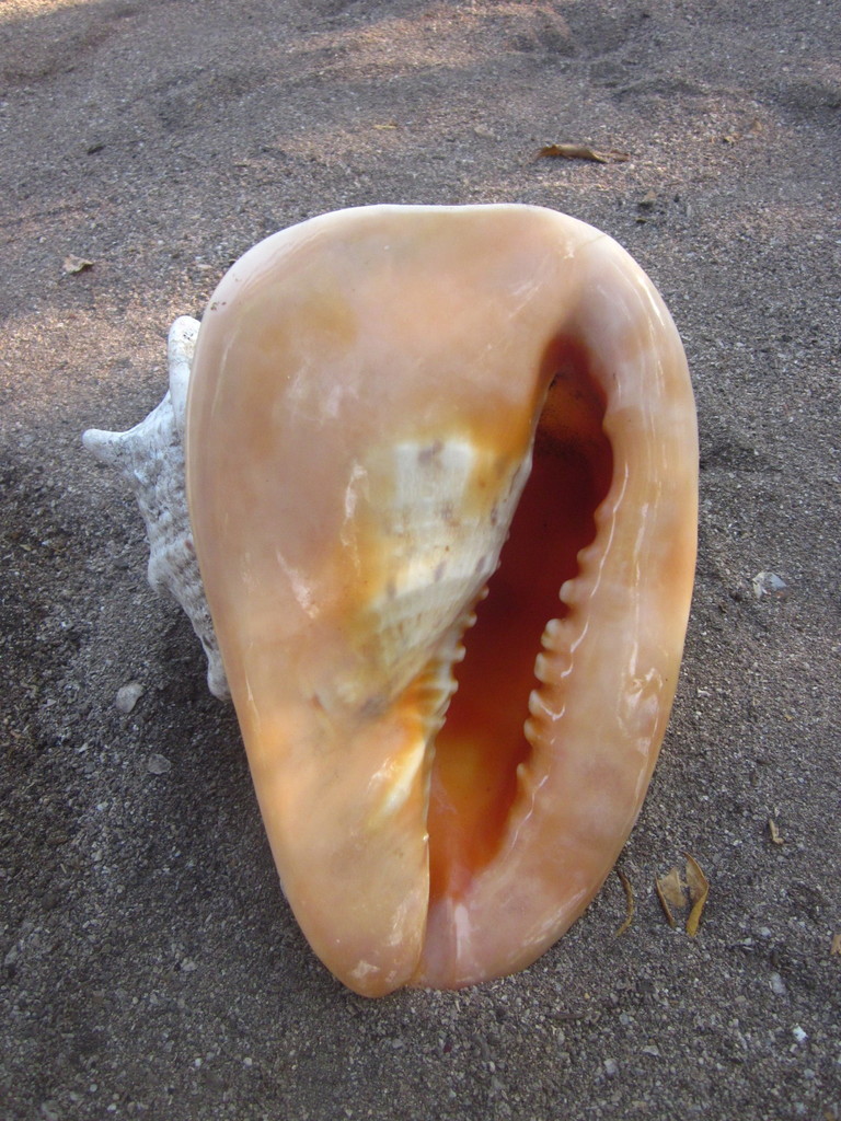 Horned Helmet Snail