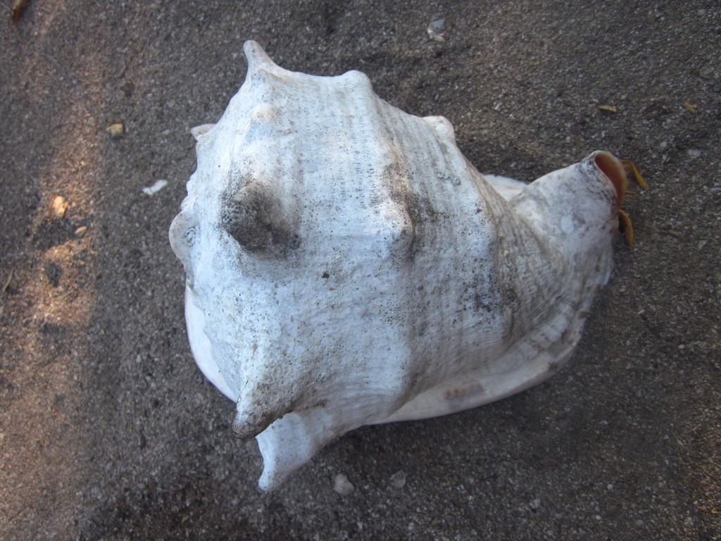 Horned Helmet Snail