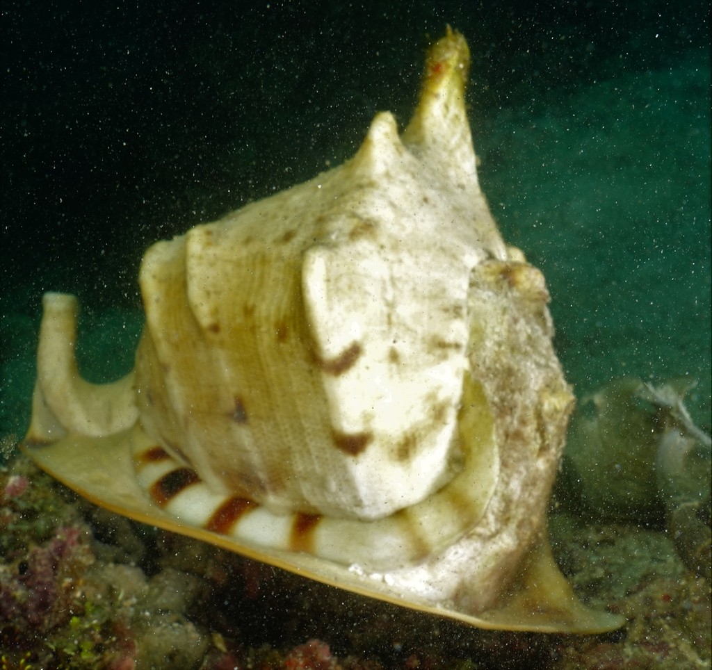 Horned Helmet Snail