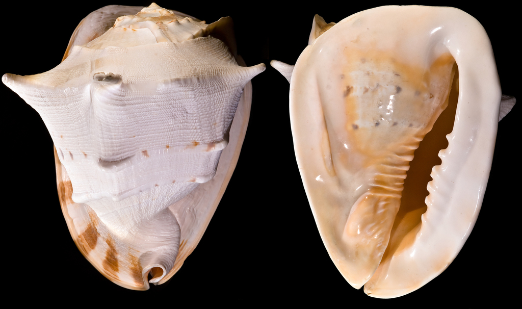 Horned Helmet Snail