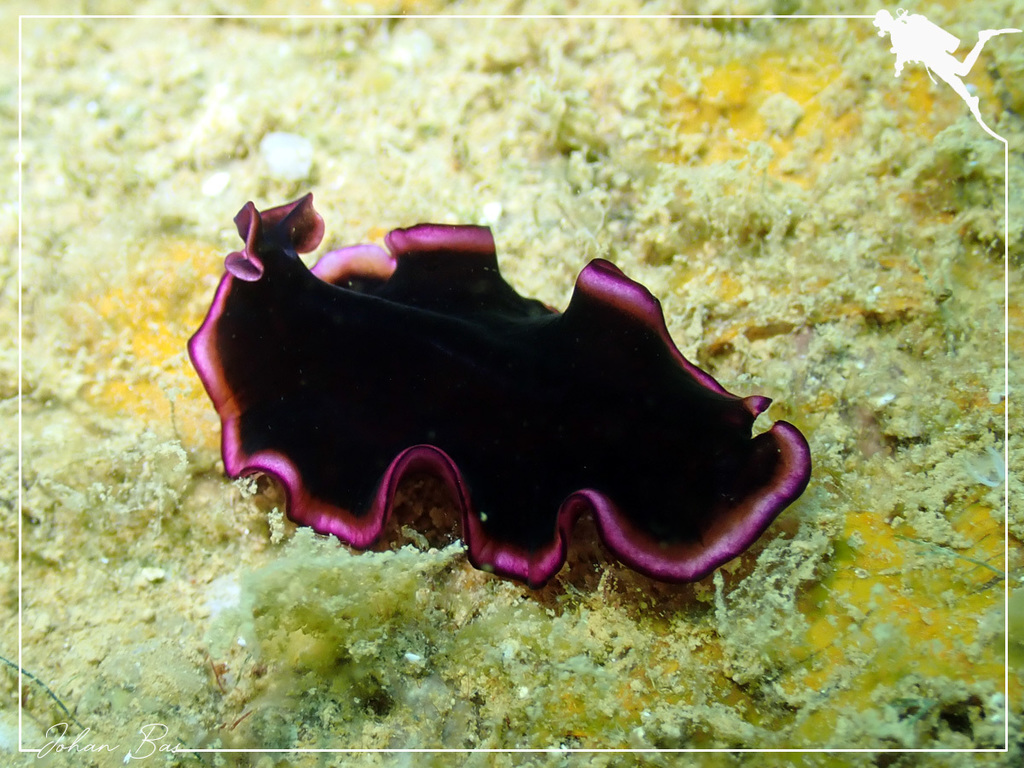 Glorious Flatworm