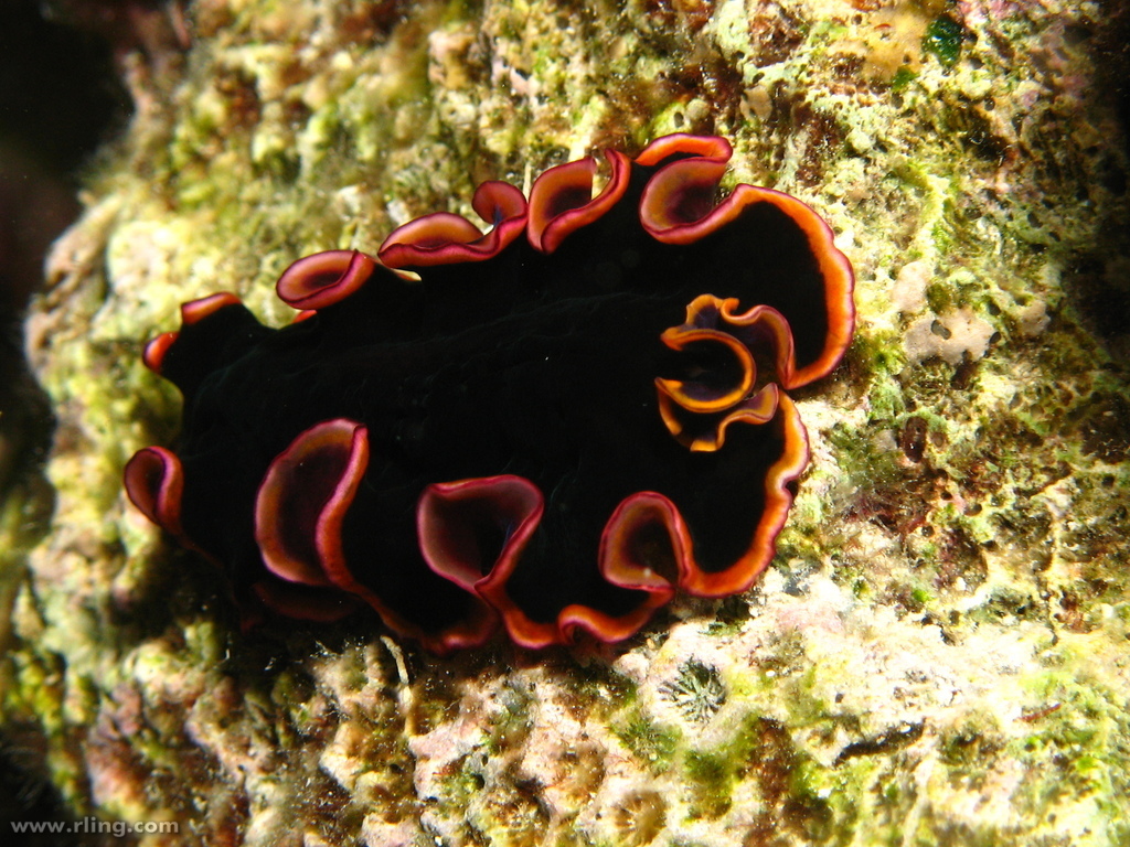 Glorious Flatworm