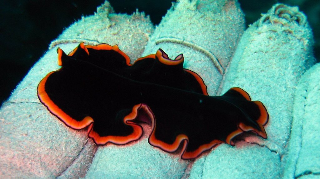 Glorious Flatworm