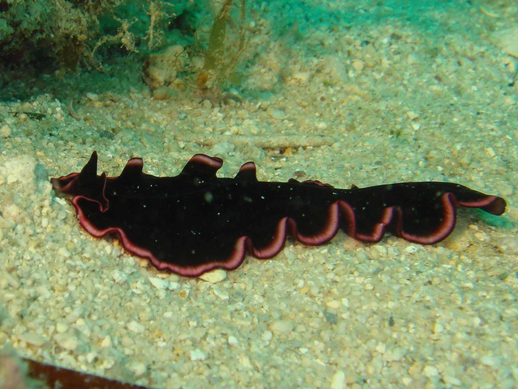 Glorious Flatworm