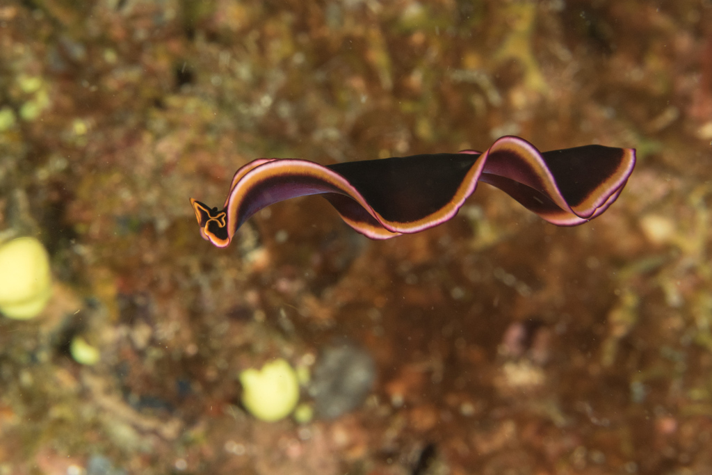 Glorious Flatworm