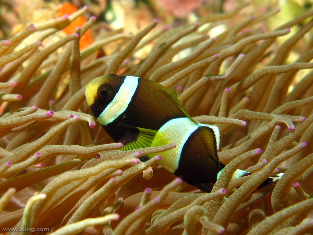 Sebae Anemone