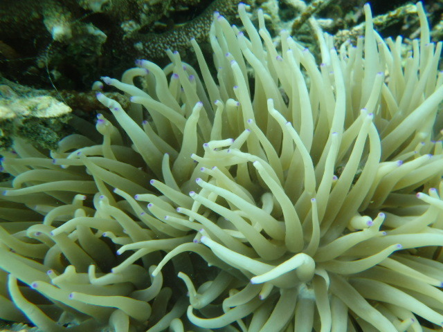 Sebae Anemone
