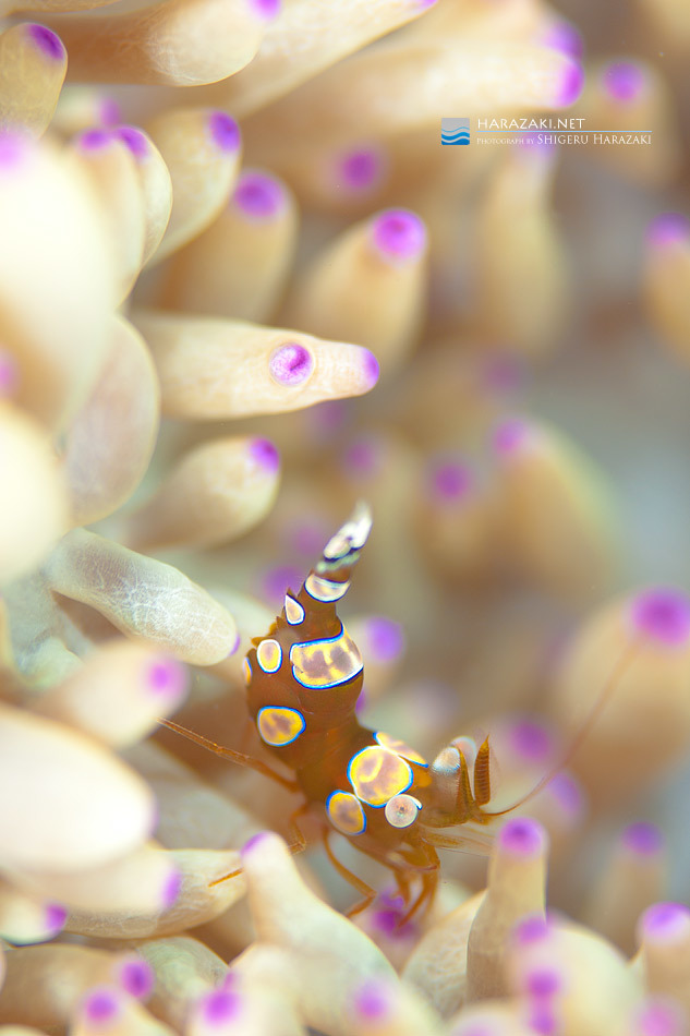 Sebae Anemone